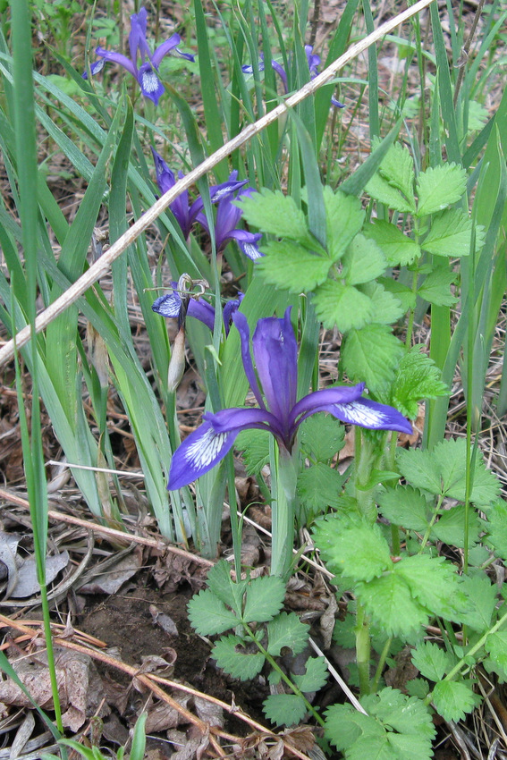 Image of Iris uniflora specimen.