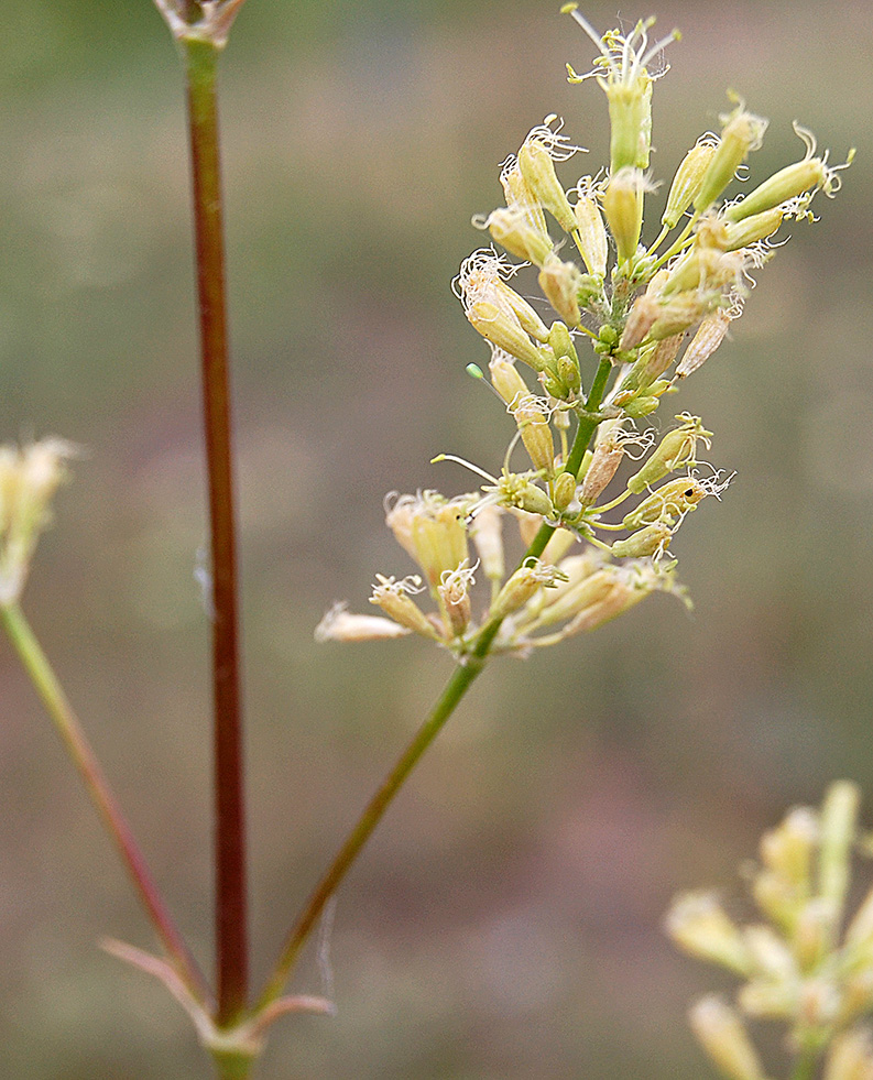 Image of Silene media specimen.