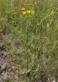 Senecio borysthenicus