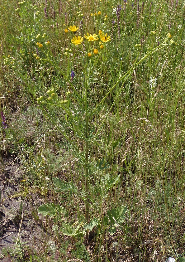 Image of Senecio borysthenicus specimen.