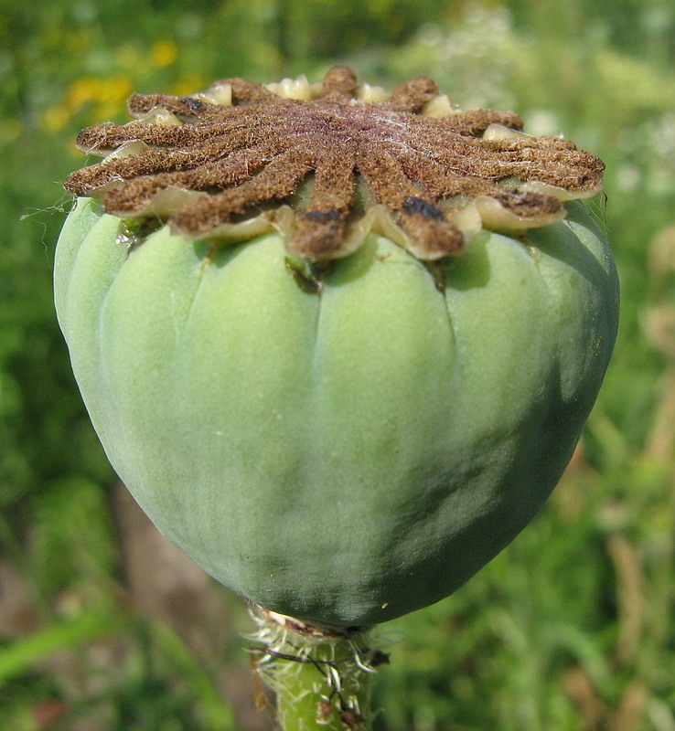 Изображение особи Papaver setiferum.