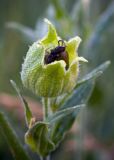 Melandrium latifolium