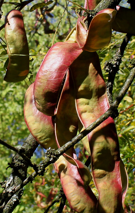 Изображение особи Gleditsia triacanthos.