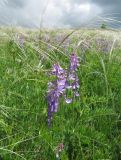 Vicia tenuifolia. Верхушка цветущего растения. Пермский край, Кунгурский р-н, окр. с. Филипповка, северная часть Кунгурской лесостепи, гора Ледяная, южный склон. 14.06.2013.