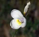 Image of specimen