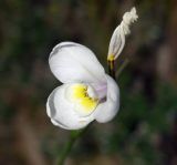 Diplarrena moraea. Цветок. Австралия, о. Тасмания, национальный парк \"Крэдл Маунтин\". 01.03.2009.