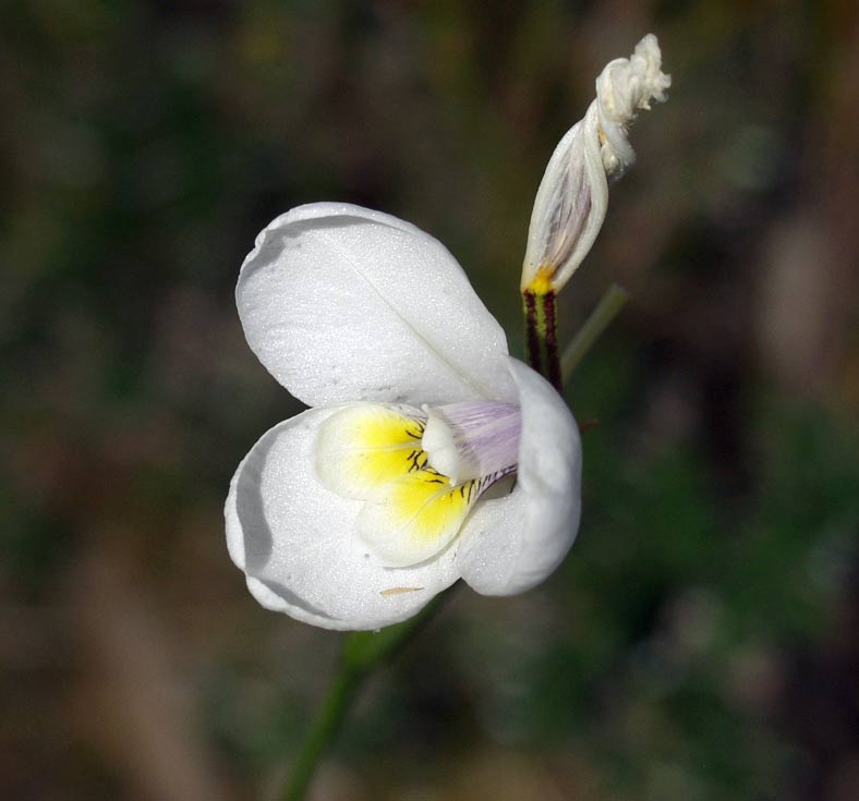 Image of Diplarrena moraea specimen.