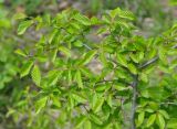 Carpinus orientalis. Ветвь. Нагорный Карабах, Мартунинский р-н, окр. дер. Ннги, широколиственный лес. 07.05.2013.