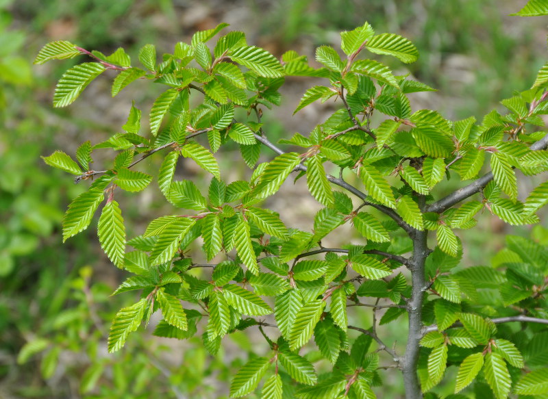Изображение особи Carpinus orientalis.
