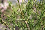 Tamarix hampeana