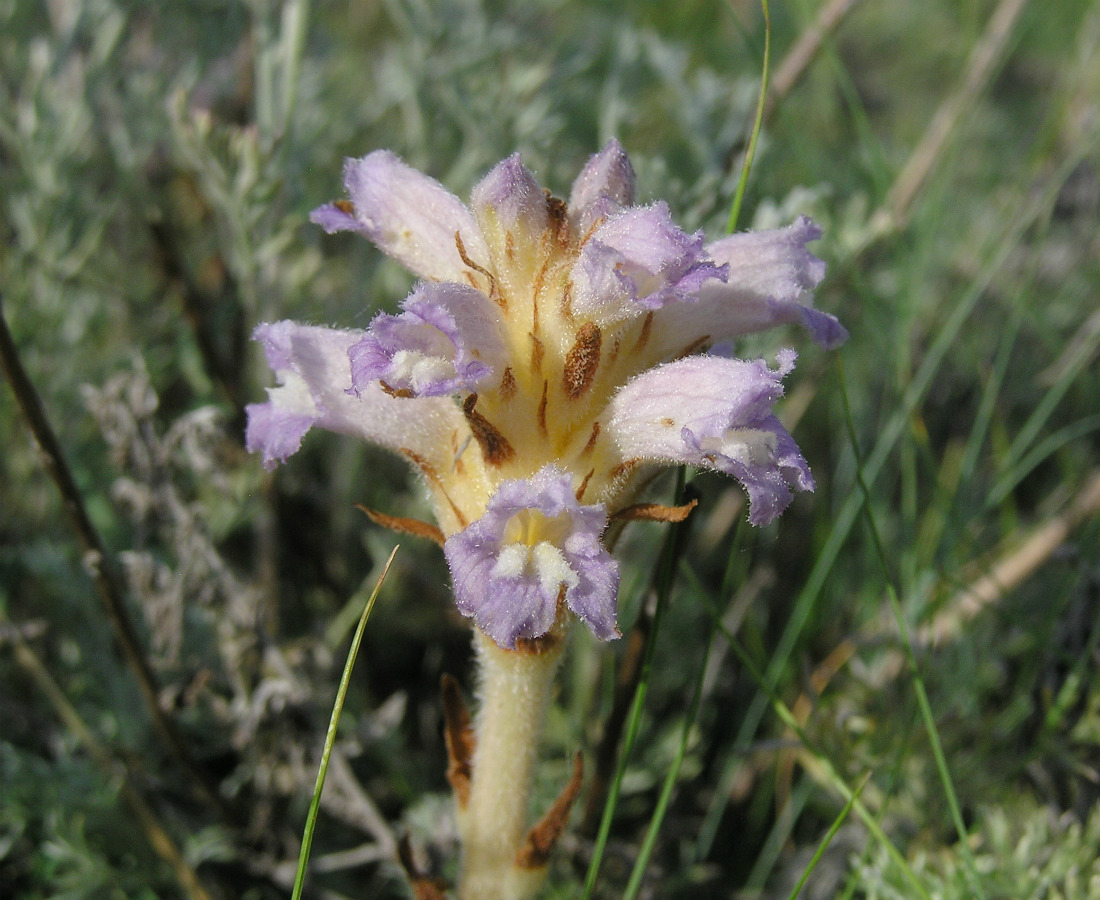 Image of genus Phelipanche specimen.