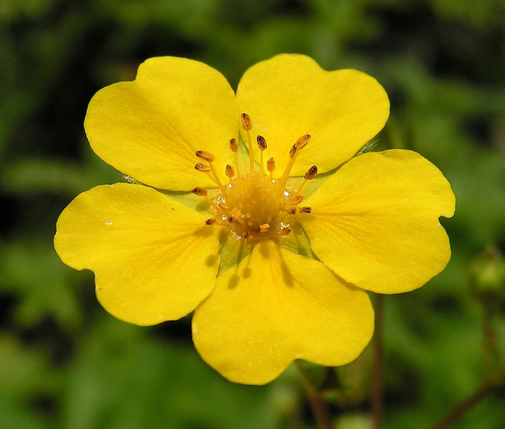 Изображение особи Potentilla chrysantha.