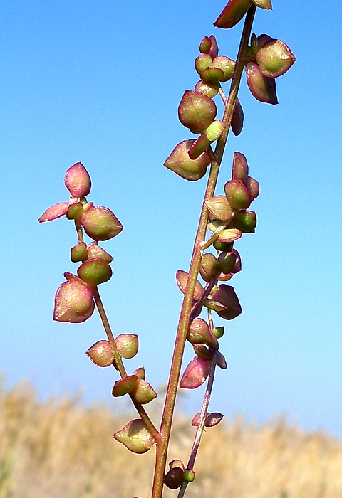 Image of Atriplex micrantha specimen.
