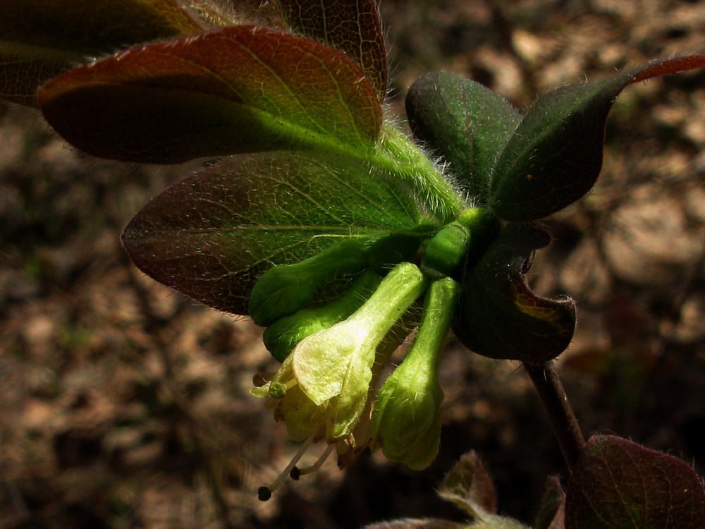 Image of Lonicera pallasii specimen.