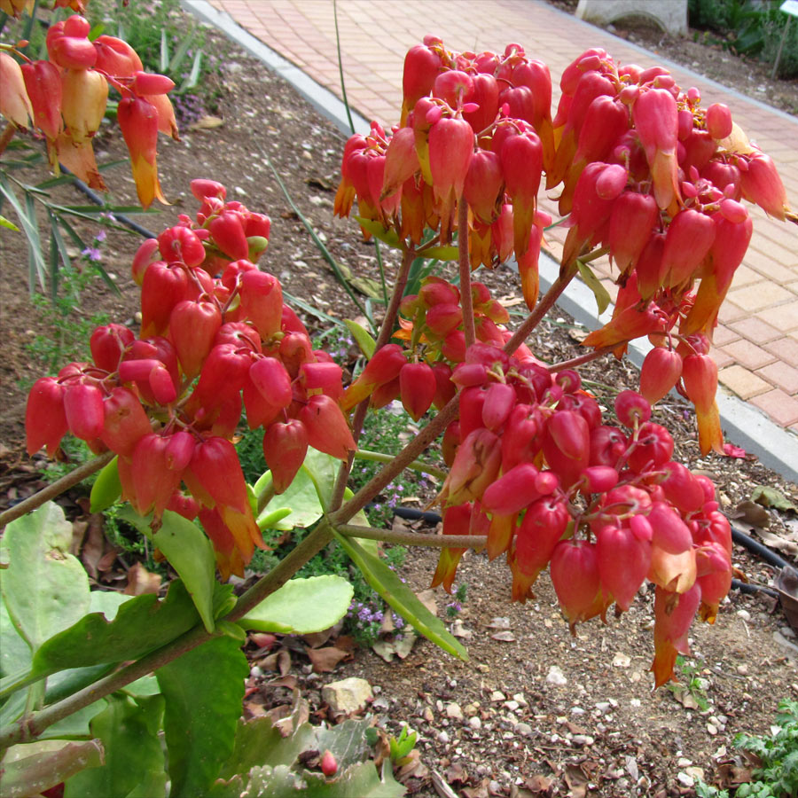 Изображение особи Kalanchoe gastonis-bonnieri.