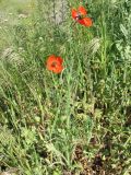 род Papaver. Цветущие растения на песчано-ракушечниковом грунте. Украина, Донецкая обл., Новоазовский р-н, НПП \"Меотида\", Еланчанский под. 27.04.2014.