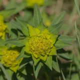 Euphorbia palustris. Соцветие. Ростовская обл., Мясниковский р-н, окр. хут. Недвиговка, пойменный луг. 27.04.2014.