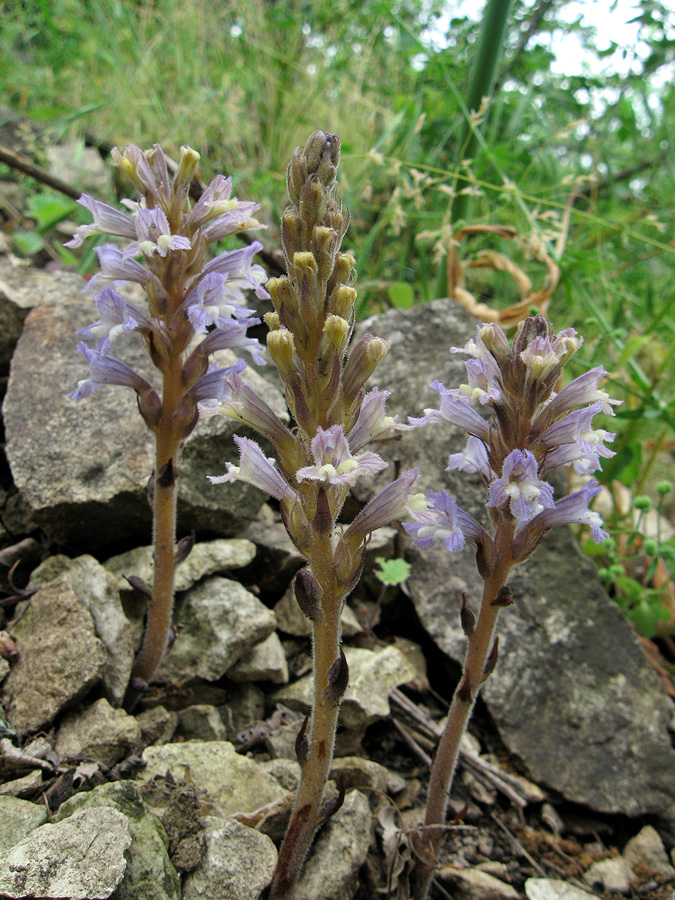 Image of Phelipanche gussoneana specimen.