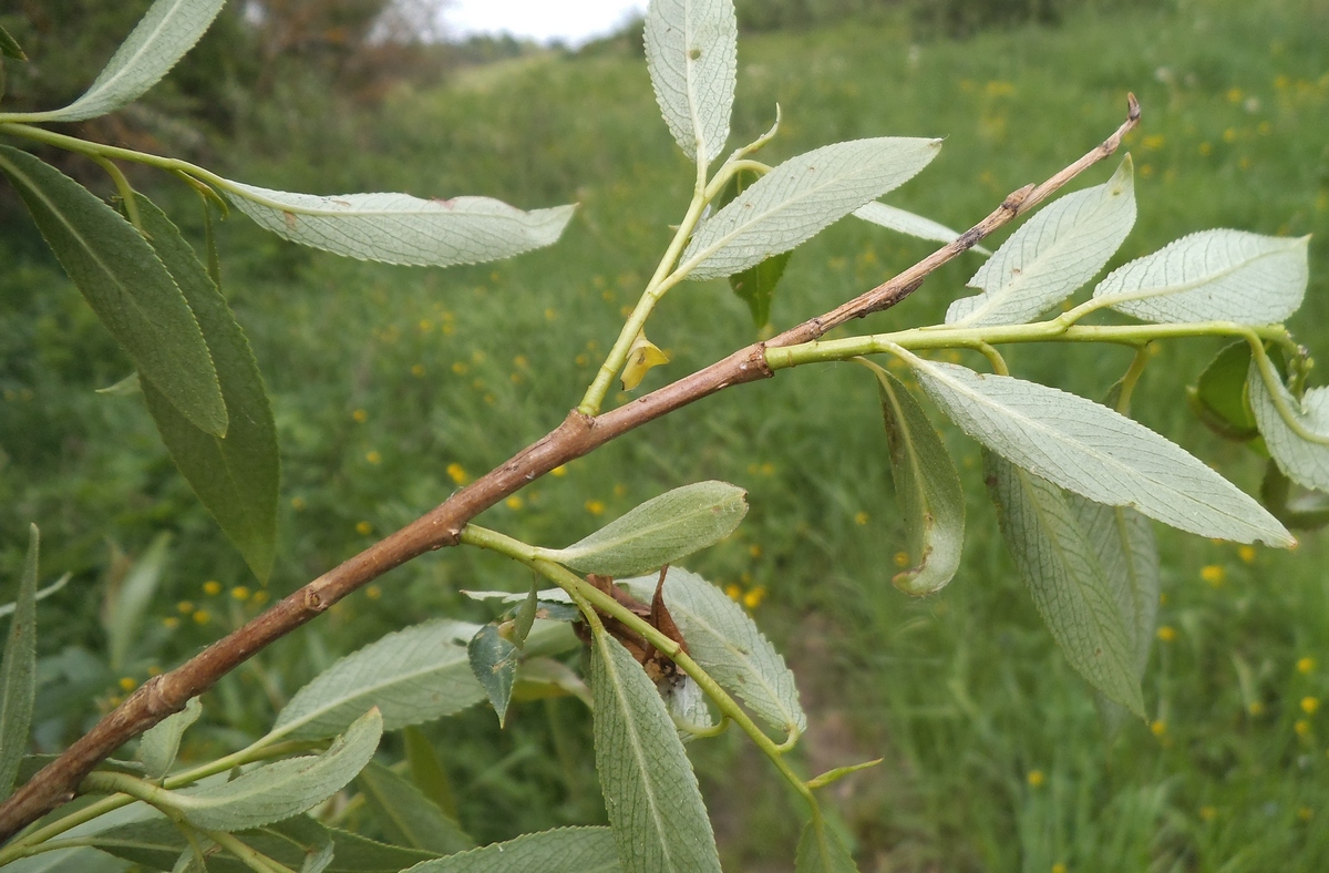 Image of genus Salix specimen.