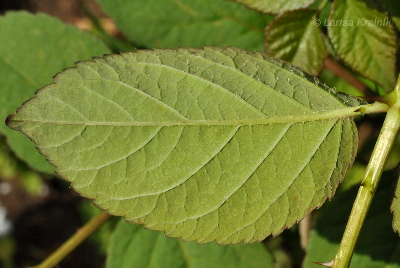 Image of Aralia elata specimen.