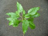 Fraxinus excelsior var. diversifolia