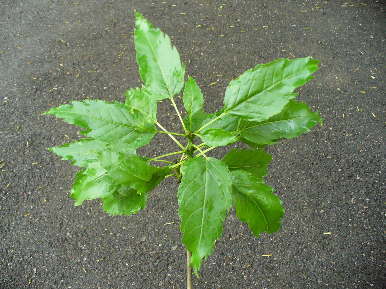 Image of Fraxinus excelsior var. diversifolia specimen.
