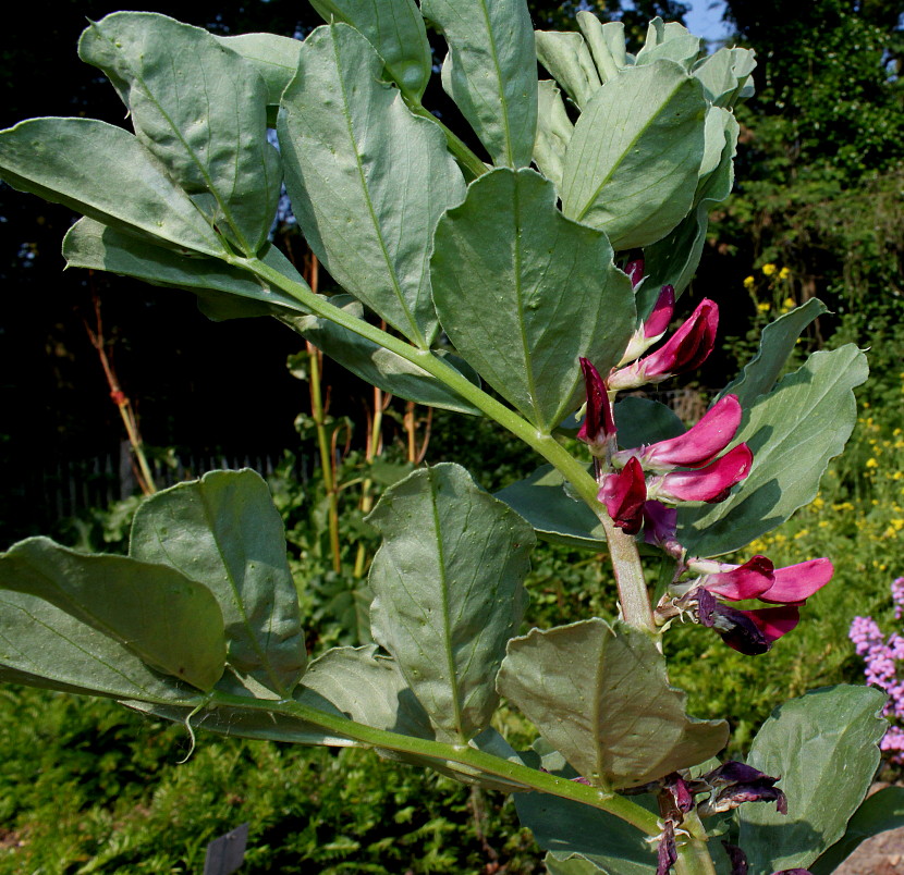 Изображение особи Vicia narbonensis.