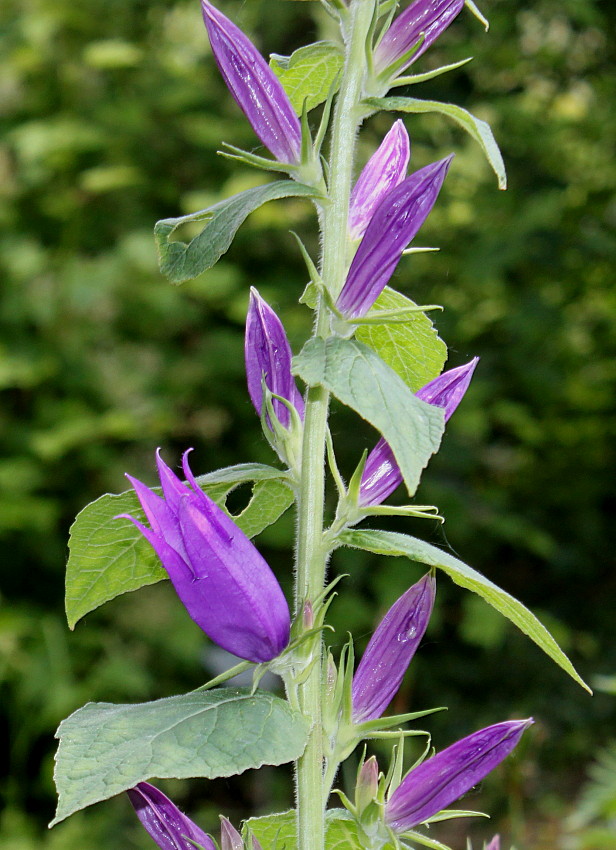 Изображение особи Campanula latifolia.