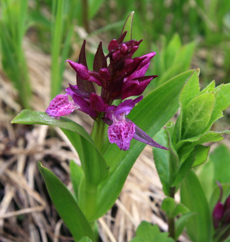 Image of Dactylorhiza euxina specimen.