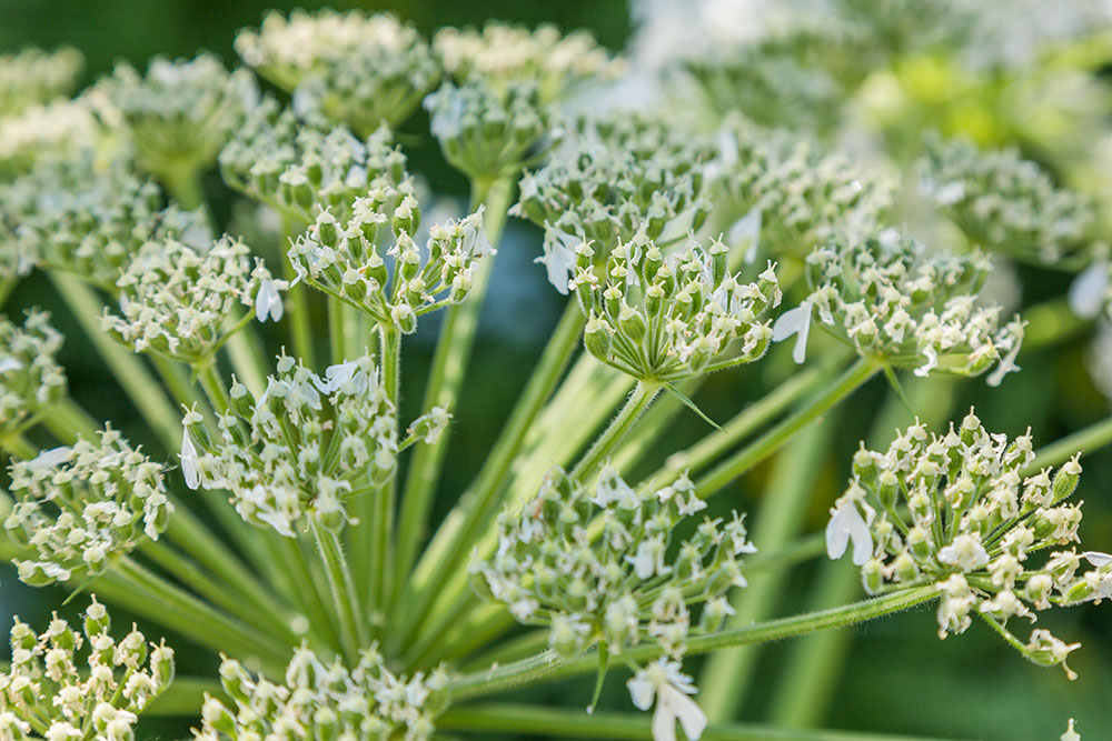 Изображение особи Heracleum dissectum.