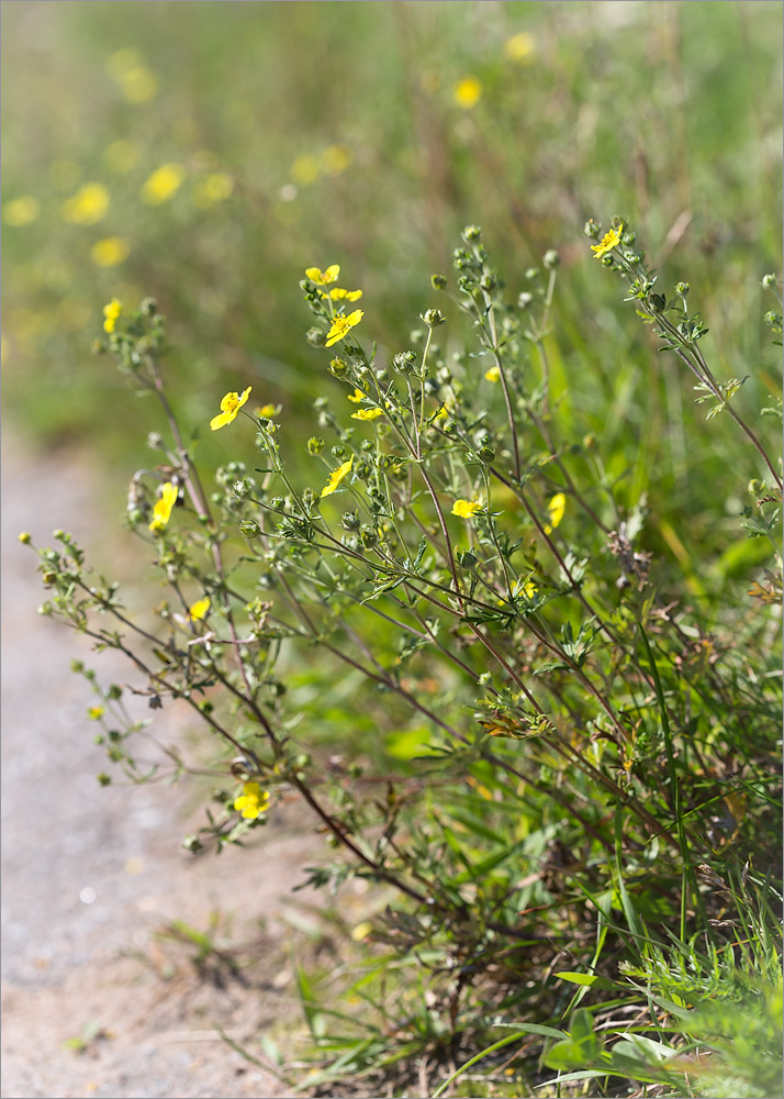 Изображение особи Potentilla argentea.