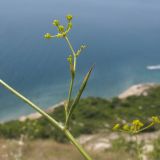 Bupleurum woronowii