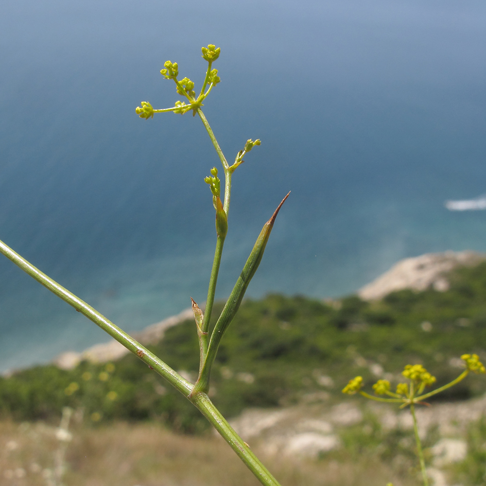 Изображение особи Bupleurum woronowii.