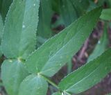 Sium sisaroideum