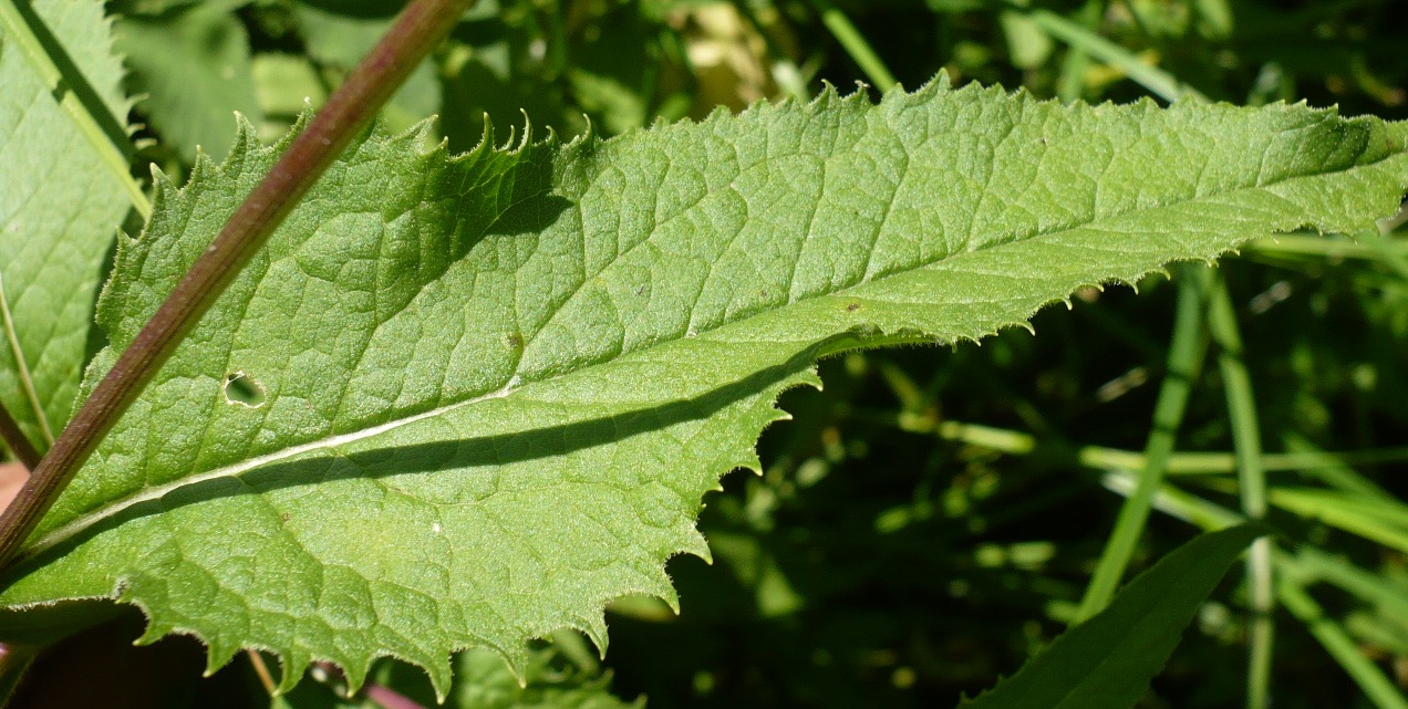 Image of Senecio nemorensis specimen.