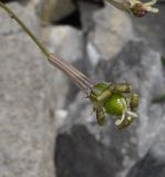 Silene subspecies dionysii