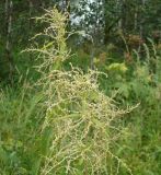 Urtica galeopsifolia