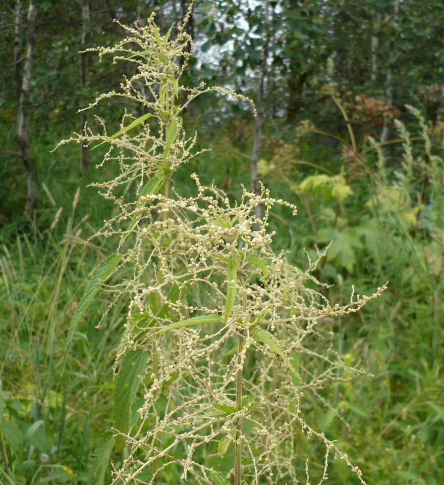 Image of Urtica galeopsifolia specimen.