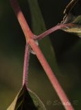 Image of taxon representative. Author is Раду Страту