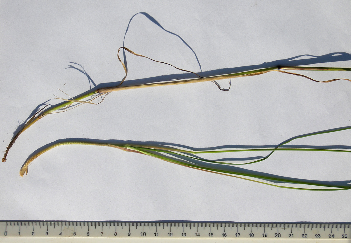 Image of Koeleria albovii specimen.
