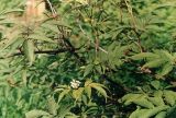 Sambucus racemosa