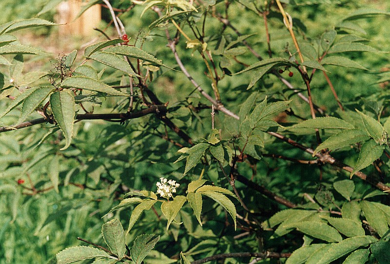 Image of Sambucus racemosa specimen.