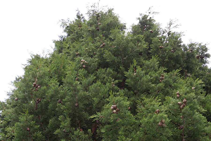 Изображение особи Cupressus sempervirens.