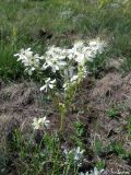 Filipendula vulgaris. Соцветие. Крымский природный заповедник, Бабуган-Яйла. 19.07.2009.