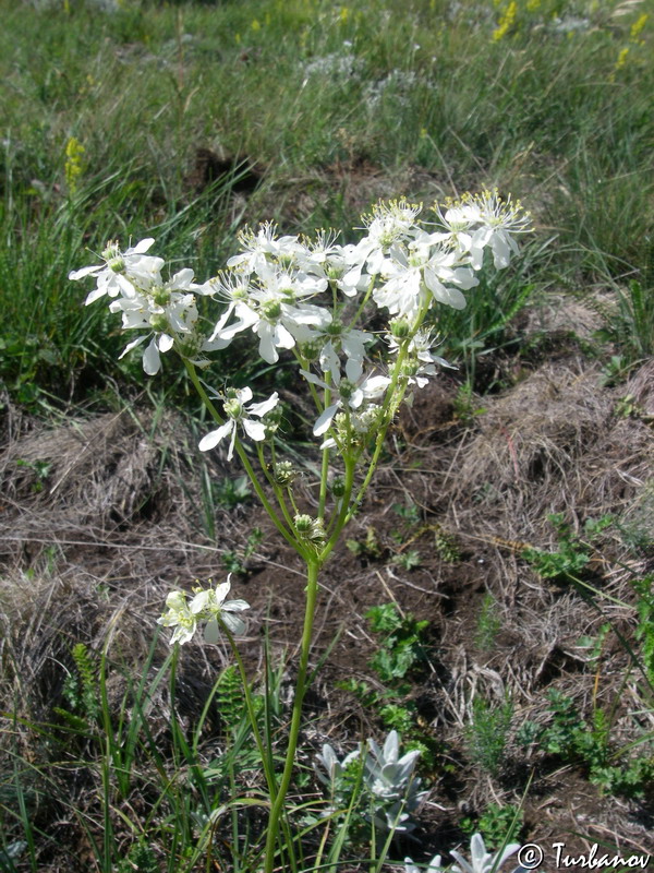 Изображение особи Filipendula vulgaris.