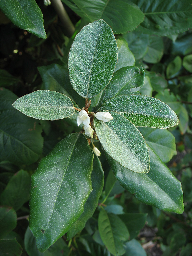 Image of Elaeagnus &times; submacrophylla specimen.