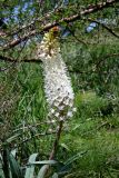 Eremurus lactiflorus