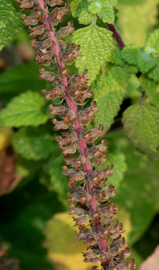 Image of Teucrium hircanicum specimen.