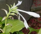 Hosta plantaginea variety japonica. Отцветающее соцветие. Германия, г. Крефельд, Ботанический сад. 06.09.2014.