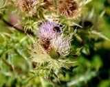 Cirsium obvallatum